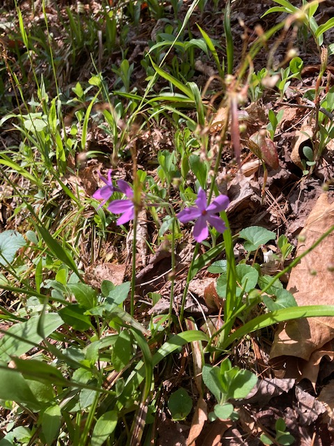 April 6 Wildflower Hike
