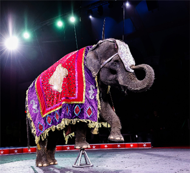 Jericho Shrine Circus