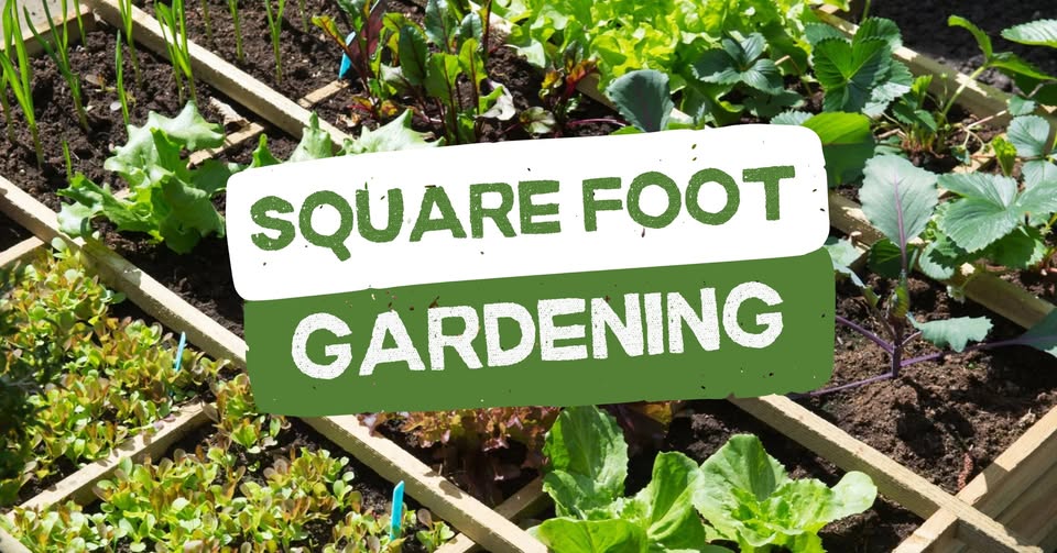 Square Foot Gardening