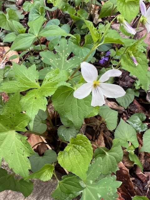 April 2nd Wildflower Hike 2026