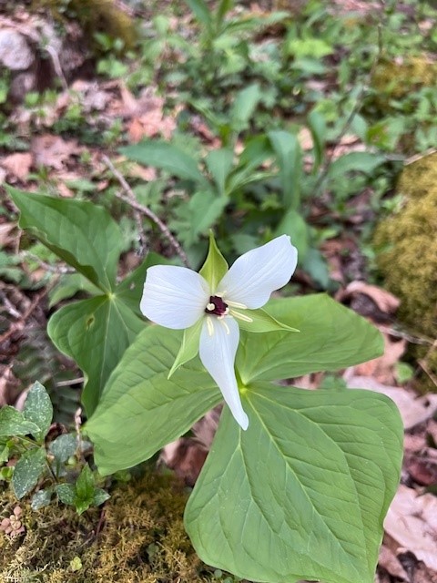 April 3rd Good Friday Wildflower Hike 2026