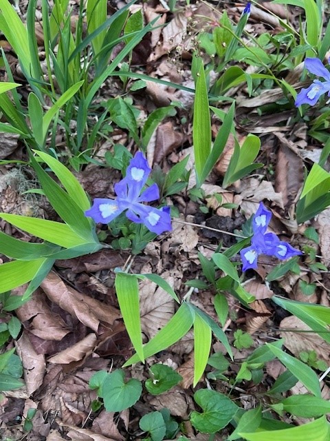 April 18th Wildflower Hike 2026