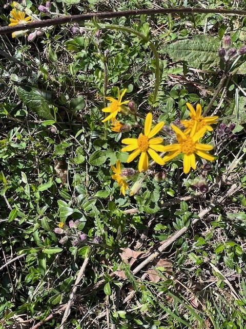 April 9th Wildflower Hike 2026