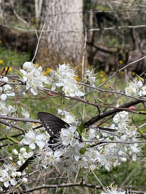 April 11th Wildflower Hike 2026