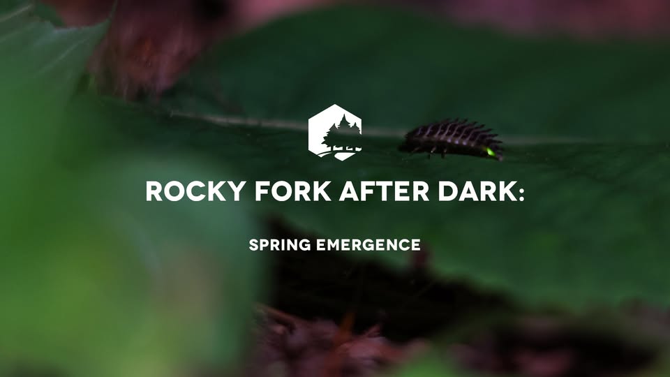 Rocky Fork After Dark:  Spring Emergence