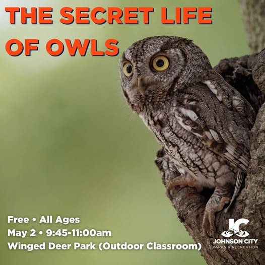 Discover The Secret Life of Owls!