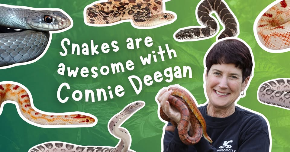 Snakes Are Awesome with Connie Deegan