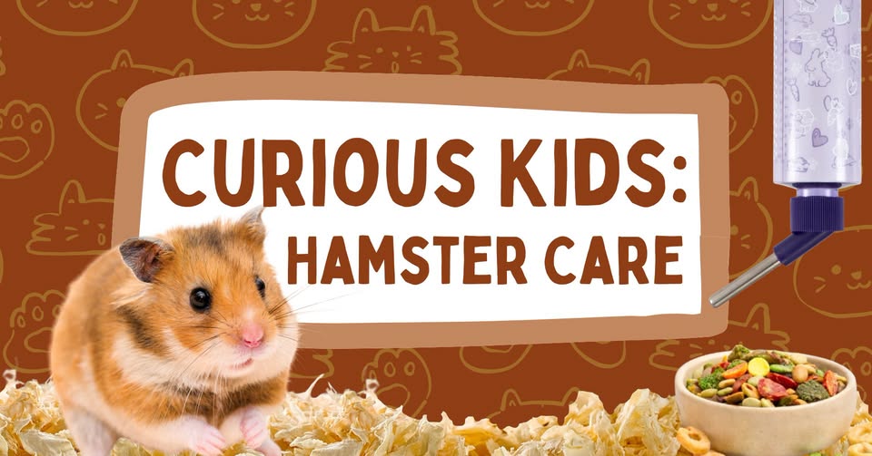 Curious Kids: Hamster Care