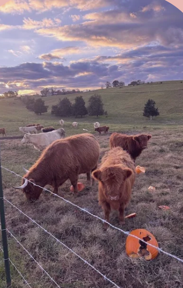Boos with the Coos